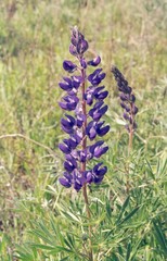 Lupinus sericeus