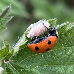 Dinocampus coccinellae paralysis virus