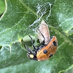 Dinocampus coccinellae paralysis virus