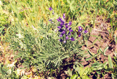 Lupinus wyethii