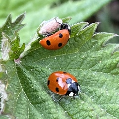 Dinocampus coccinellae paralysis virus