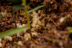 Tetramorium atratulum