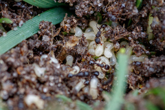 Tetramorium atratulum