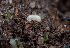 Tetramorium atratulum