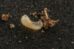 Tetramorium atratulum