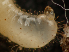 Tetramorium atratulum