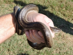 Lampropeltis calligaster