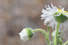 Erigeron pumilus