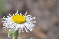 Erigeron pumilus