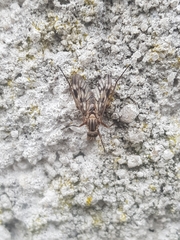 Rhagio atlanticus