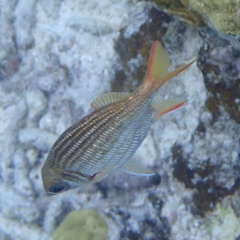 Neoniphon vexillarium