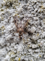 Rhagio atlanticus