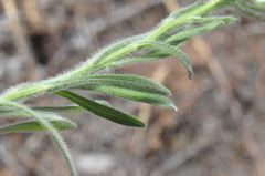 Erigeron pumilus