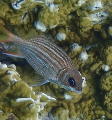 Neoniphon vexillarium