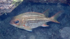 Neoniphon vexillarium