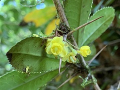 Berberis julianae