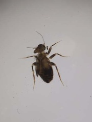 Pteroxanium kelloggi