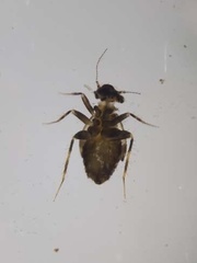 Pteroxanium kelloggi