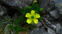 Ranunculus sericophyllus