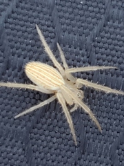 Larinia borealis