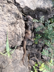 Urva auropunctata