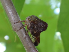 Telamona monticola