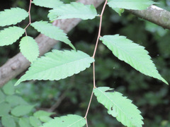 Zelkova serrata