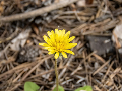 Taraxacum proximum