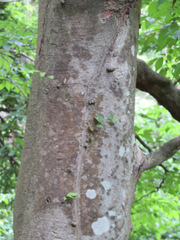 Zelkova serrata