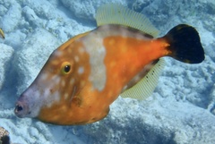 Whitespotted Filefish photo 3