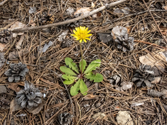 Taraxacum proximum