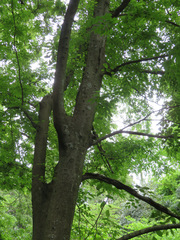 Zelkova serrata