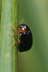 Smaragdina affinis
