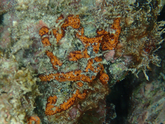 Botrylloides niger