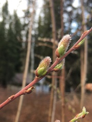 Salix arbusculoides