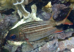 Neoniphon vexillarium