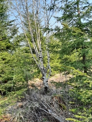 Betula pendula carelica
