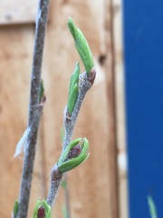 Salix arbusculoides