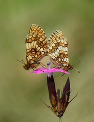 Melitaea aurelia