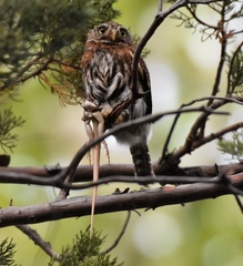 Glaucidium gnoma gnoma