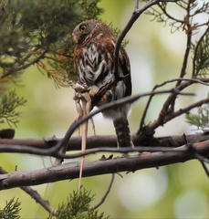 Glaucidium gnoma gnoma