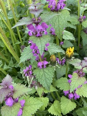 Lamium maculatum