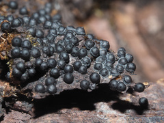 Rosellinia thelena
