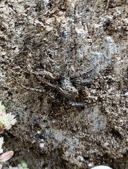 Araneae