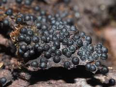 Rosellinia thelena