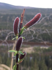 Salix arbusculoides