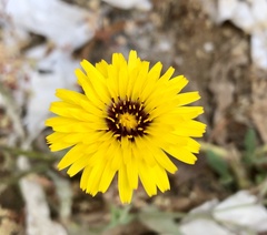 Reichardia
