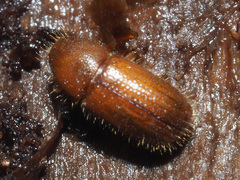 Dryocoetes autographus