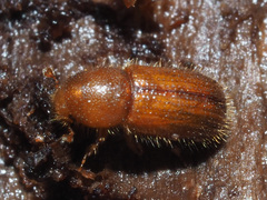 Dryocoetes autographus