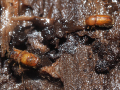 Dryocoetes autographus